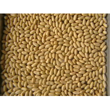 New Crop Blanched Peanut Kernels